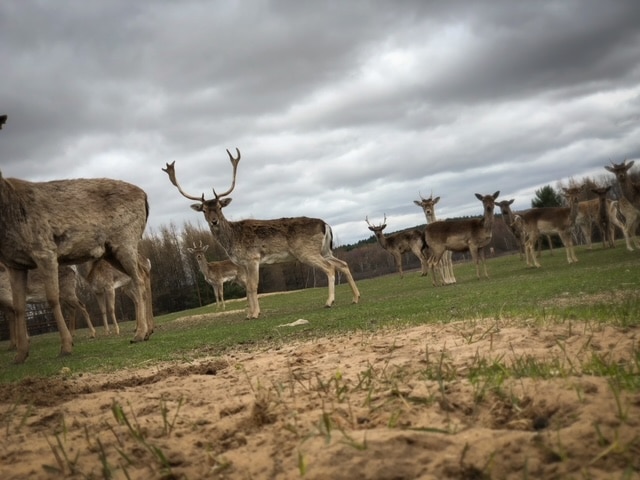 Fallow Deer - Shamba Safari